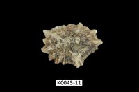 藏品(黑松螺)的圖片